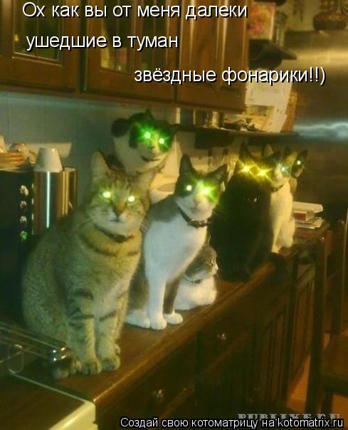 Ох как вы от меня далеки ушедшие в туман звёздные фонарики!!)... Котоматрица: Ох как вы от меня далеки ушедшие в туман звёздные фонарики!!)