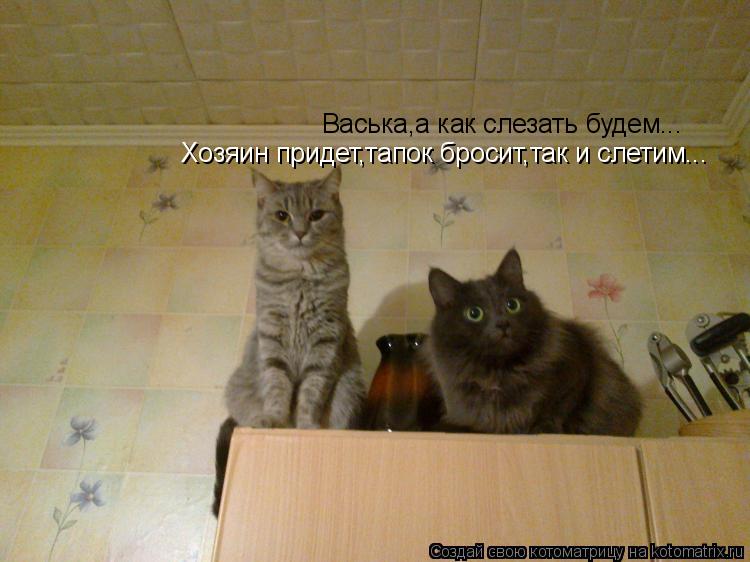 Котоматрица: Васька,а как слезать будем... Хозяин придет,тапок бросит,так и слетим...