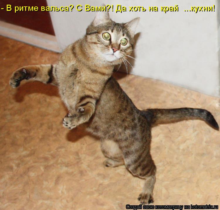 - В ритме вальса? С Вами?! Да хоть на край ...кухни!... Котоматрица: - В ритме вальса? С Вами?! Да хоть на край ...кухни!