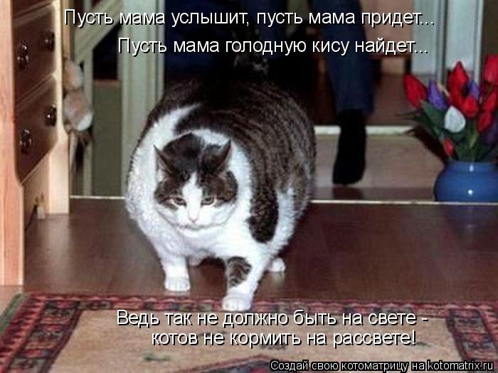 Котоматрица: Пусть мама услышит, пусть мама придет... Пусть мама голодную кису найдет... Ведь так не должно быть на свете -  котов не кормить на рассвете!
