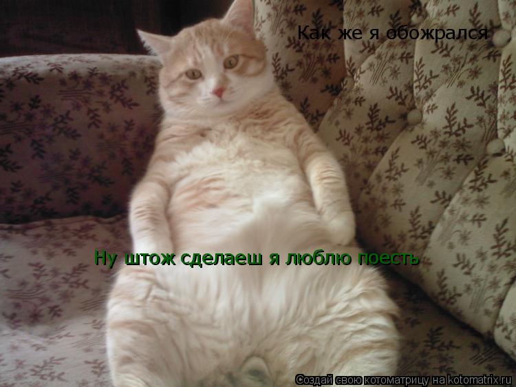 Котоматрица: Как же я обожрался Ну штож сделаеш я люблю поесть