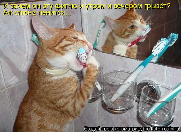 Котоматрица: И зачем он эту фигню и утром и вечером грызёт? Аж слюна пенится...