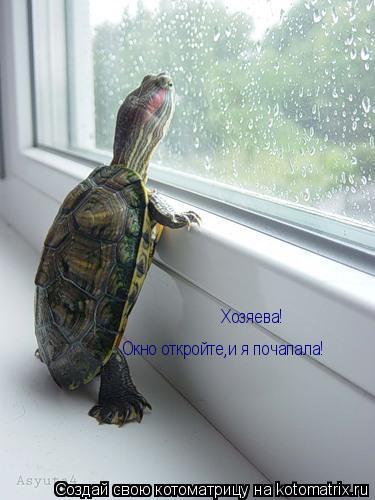 Хозяева! Окно откройте,и я почапала!... Котоматрица: Хозяева! Окно откройте,и я почапала!