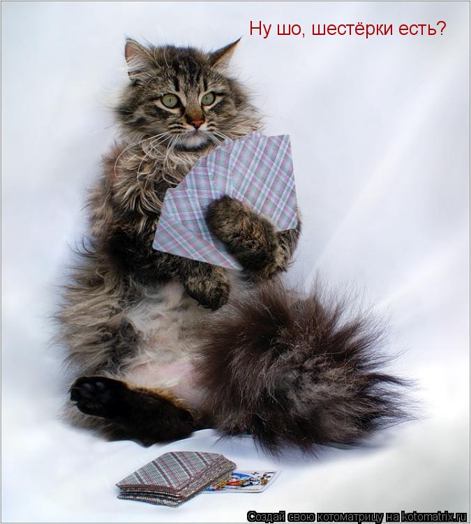 Ну шо, шестёрки есть?... Котоматрица: Ну шо, шестёрки есть?