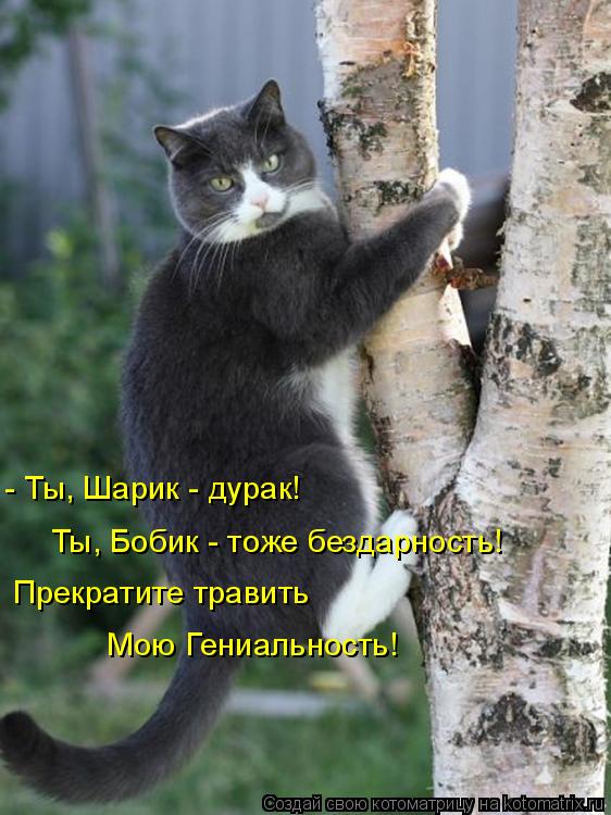 - Ты, Шарик - дурак! Ты, Бобик - тоже бездарность! Прекратите травить Мою Гениальность!... Котоматрица: - Ты, Шарик - дурак! Ты, Бобик - тоже бездарность! Прекратите травить Мою Гениальность!