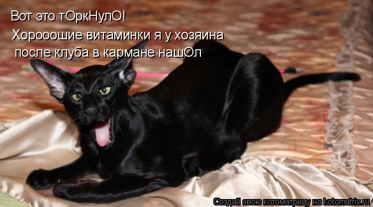 Вот это тОркНулО! Хорооошие витаминки я у хозяина после клуба в кармане нашОл... Котоматрица: Вот это тОркНулО! Хорооошие витаминки я у хозяина после клуба в кармане нашОл