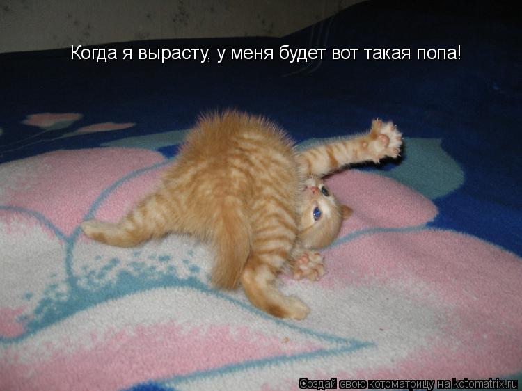 Котоматрица: Когда я вырасту, у меня будет вот такая попа!