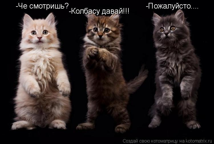 -Че смотришь? -Колбасу давай!!! -Пожалуйсто....... Котоматрица: -Че смотришь? -Колбасу давай!!! -Пожалуйсто....