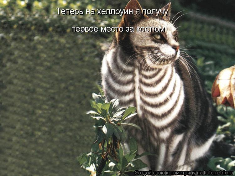 Теперь на хеллоуин я получу первое место за костюм... Котоматрица: Теперь на хеллоуин я получу первое место за костюм