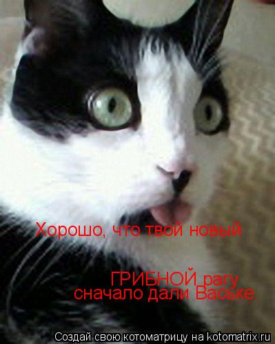 Хорошо, что твой новый ГРИБНОЙ рагу сначало дали Ваське.... Котоматрица: Хорошо, что твой новый ГРИБНОЙ рагу сначало дали Ваське.