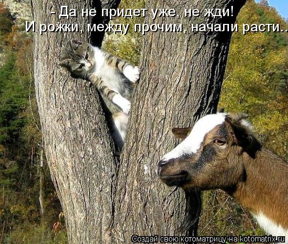 И рожки, между прочим, начали расти... - Да не придет уже, не жди!... Котоматрица: И рожки, между прочим, начали расти... - Да не придет уже, не жди!