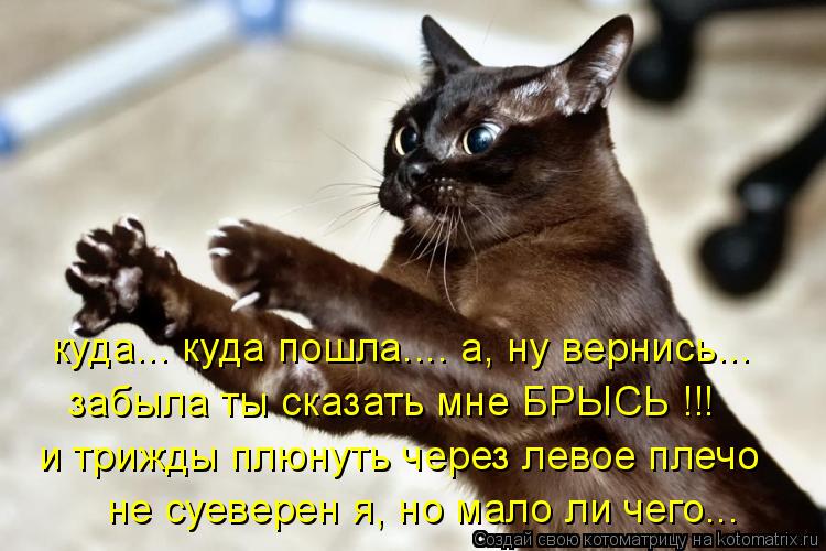 куда... куда пошла.... а, ну вернись... забыла ты сказать мне БРЫСЬ !!! и трижды плюнуть через левое ... Котоматрица: куда... куда пошла.... а, ну вернись... забыла ты сказать мне БРЫСЬ !!! и трижды плюнуть через левое плечо не суеверен я, но мало ли чего...