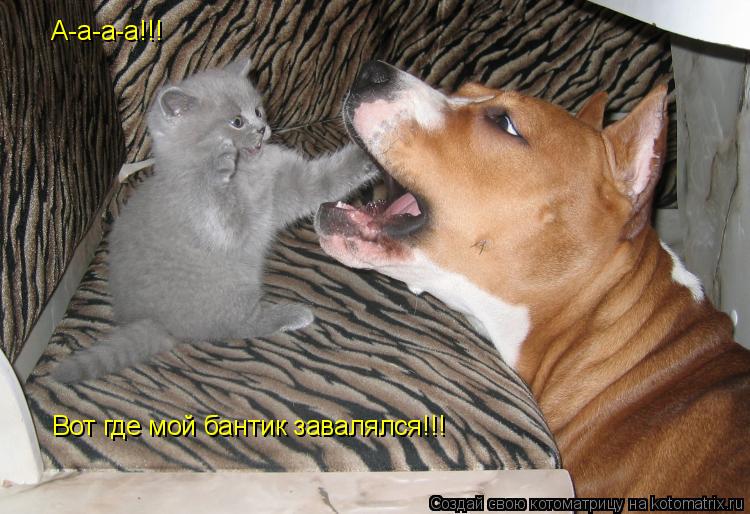 А-а-а-а!!! Вот где мой бантик завалялся!!!... Котоматрица: А-а-а-а!!! Вот где мой бантик завалялся!!!