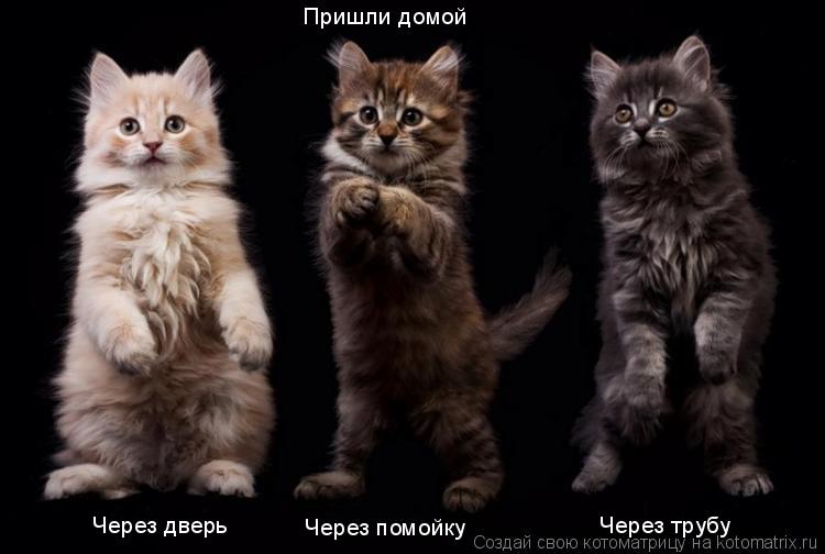 Через дверь Через помойку Пришли домой Через трубу... Котоматрица: Через дверь Через помойку Пришли домой Через трубу