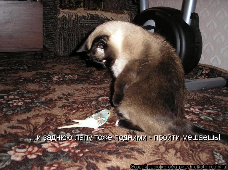 ...и заднюю лапу тоже подними - пройти мешаешь!... Котоматрица: ...и заднюю лапу тоже подними - пройти мешаешь!