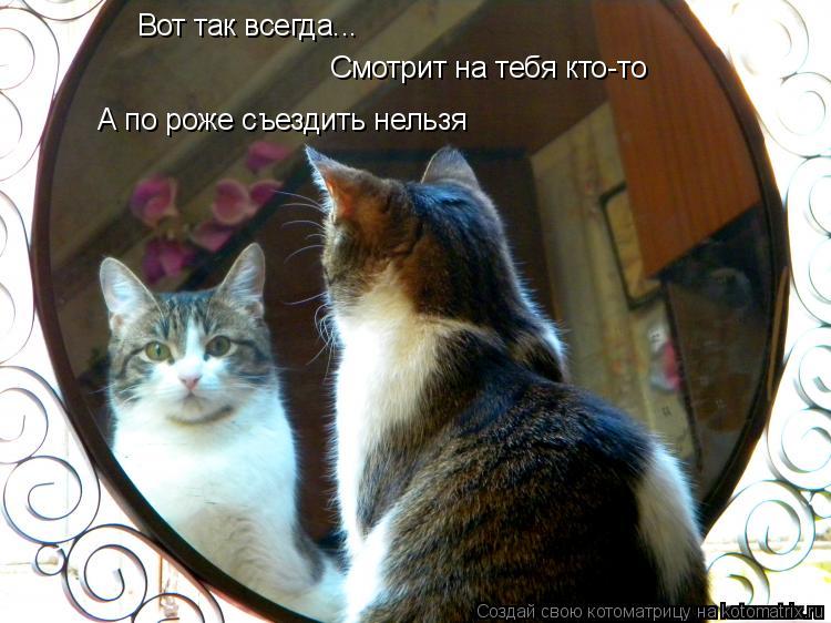 Вот так всегда... Смотрит на тебя кто-то А по роже съездить нельзя... Котоматрица: Вот так всегда... Смотрит на тебя кто-то А по роже съездить нельзя
