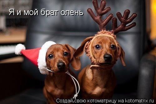 Я и мой брат олень... Котоматрица: Я и мой брат олень