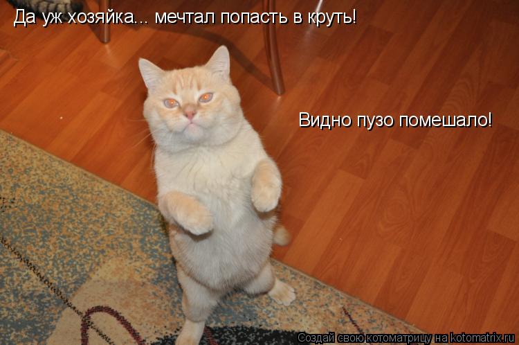 Да уж хозяйка... мечтал попасть в круть! Видно пузо помешало!... Котоматрица: Да уж хозяйка... мечтал попасть в круть! Видно пузо помешало!