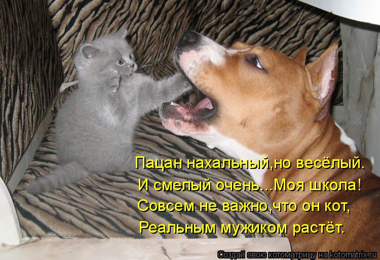 Пацан нахальный,но весёлый. И смелый очень...Моя школа! Совсем не важно,что он кот, Реальным мужиком ... Котоматрица: Пацан нахальный,но весёлый. И смелый очень...Моя школа! Совсем не важно,что он кот, Реальным мужиком растёт.