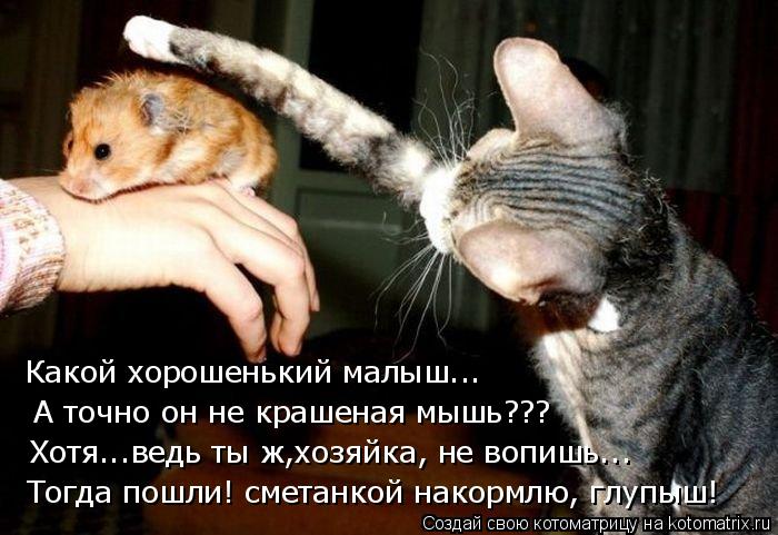 Какой хорошенький малыш... А точно он не крашеная мышь??? Хотя...ведь ты ж,хозяйка, не вопишь... Тог... Котоматрица: Какой хорошенький малыш... А точно он не крашеная мышь??? Хотя...ведь ты ж,хозяйка, не вопишь... Тогда пошли! сметанкой накормлю, глупыш!