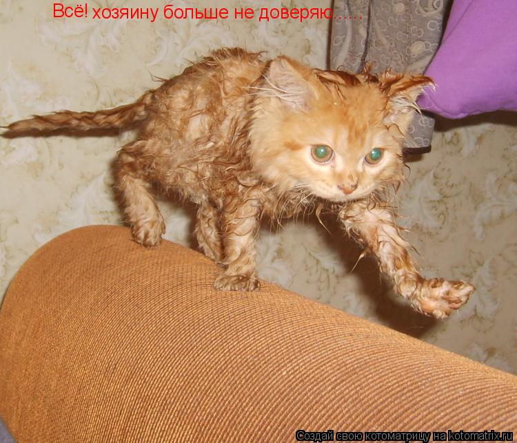 хозяину больше не доверяю...... Всё!... Котоматрица: хозяину больше не доверяю...... Всё!