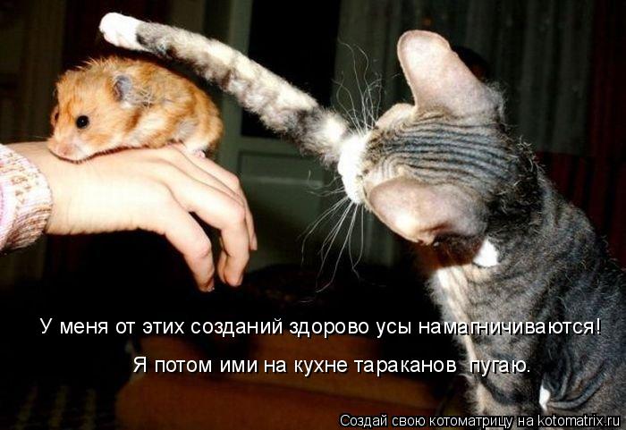 Котоматрица: У меня от этих созданий здорово усы намагничиваются! Я потом ими на кухне тараканов  пугаю.