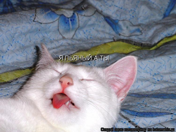 Я ПЬЯНЫЙ А ТЫ... Котоматрица: Я ПЬЯНЫЙ А ТЫ