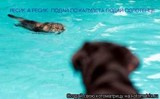 РЕСИК А РЕСИК ПОДАЙ ПОЖАЛУЙСТА ПОДАЙ ПОЛОТЕНЦЕ... Котоматрица: РЕСИК А РЕСИК ПОДАЙ ПОЖАЛУЙСТА ПОДАЙ ПОЛОТЕНЦЕ