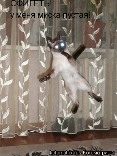 ОФИГЕТЬ! у меня миска пустая!... Котоматрица: ОФИГЕТЬ! у меня миска пустая!
