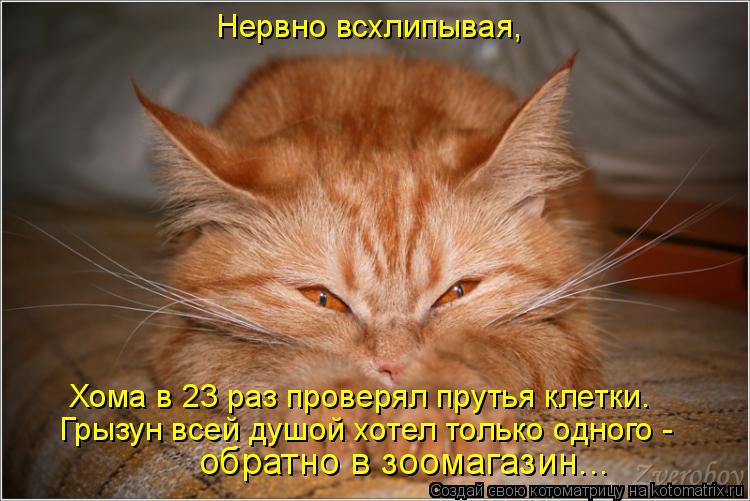 Котоматрица: Нервно всхлипывая, Хома в 23 раз проверял прутья клетки. Грызун всей душой хотел только одного - обратно в зоомагазин...