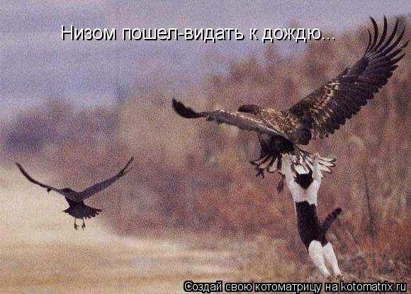 Котоматрица: Низом пошел-видать к дождю...