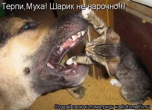 Котоматрица: Терпи,Муха! Шарик не нарочно!!!