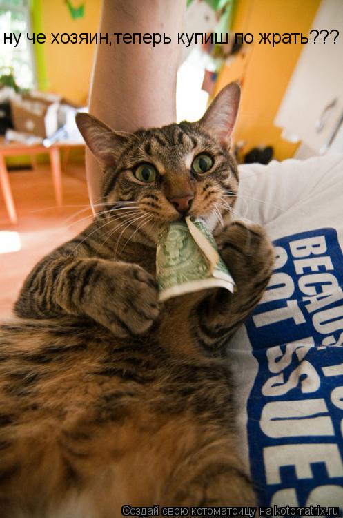 ну че хозяин,теперь купиш по жрать???... Котоматрица: ну че хозяин,теперь купиш по жрать???