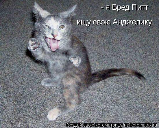 Котоматрица: - я Бред Питт ищу свою Анджелику