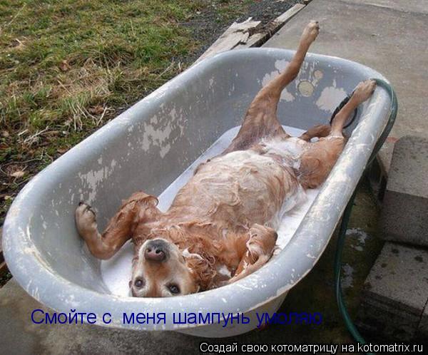 Котоматрица: Смойте с  меня шампунь умоляю Смойте с  меня шампунь умоляю Смойте с  меня шампунь умоляю