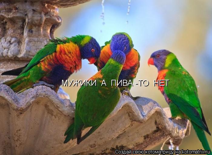 Котоматрица: МУЖИКИ  А  ПИВА -ТО  НЕТ