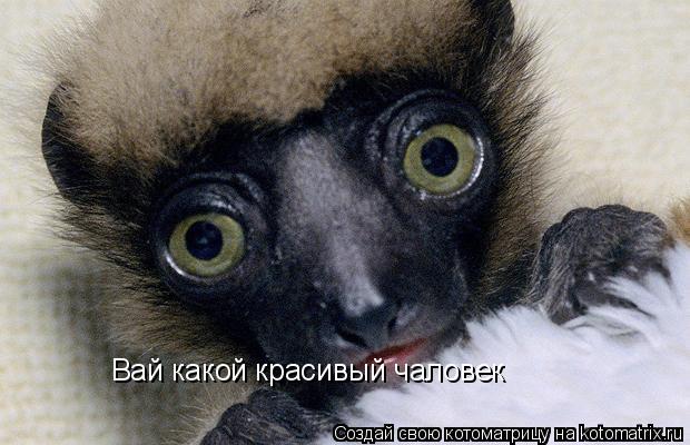 Котоматрица: Вай какой красивый чаловек