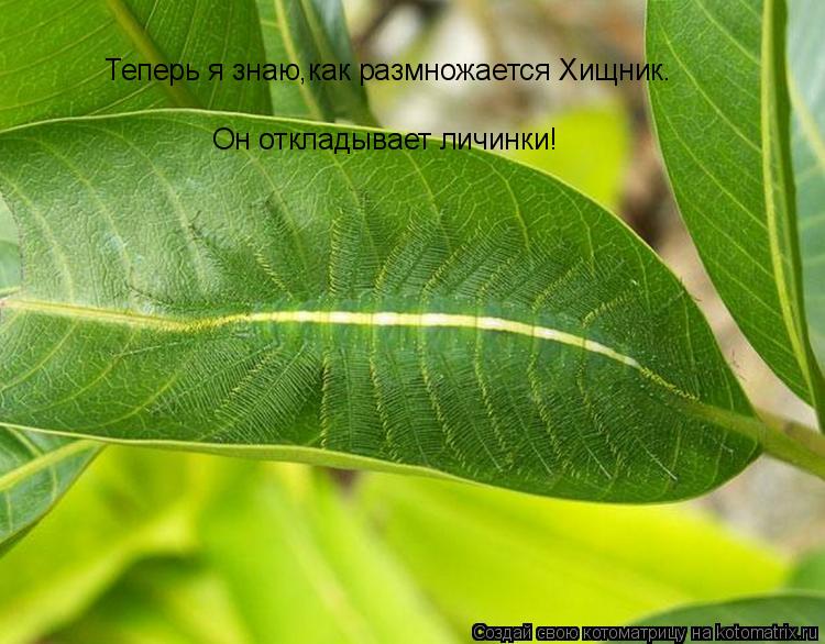 Теперь я знаю,как размножается Хищник. Он откладывает личинки!... Котоматрица: Теперь я знаю,как размножается Хищник. Он откладывает личинки!