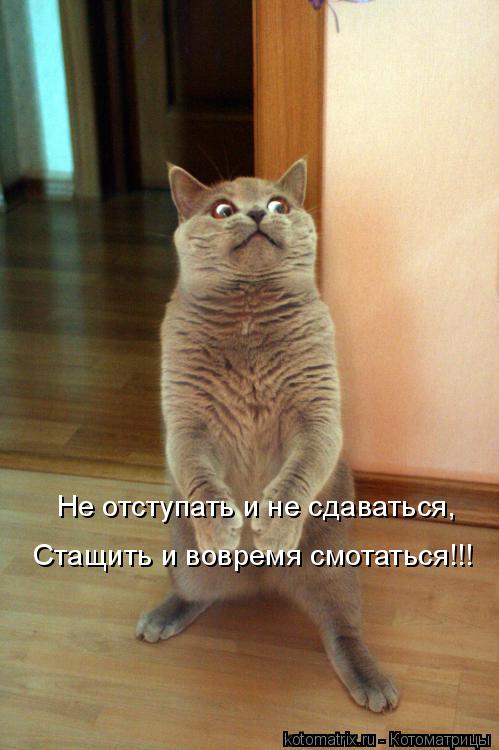 Не отступать и не сдаваться, Стащить и вовремя смотаться!!!... Котоматрица: Не отступать и не сдаваться, Стащить и вовремя смотаться!!!