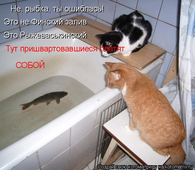 Не, рыбка, ты ошиблась! Это не Финский залив Это Рыжеваськинский Тут пришвартовавшиеся платят СОБОЙ... Котоматрица: Не, рыбка, ты ошиблась! Это не Финский залив Это Рыжеваськинский Тут пришвартовавшиеся платят СОБОЙ