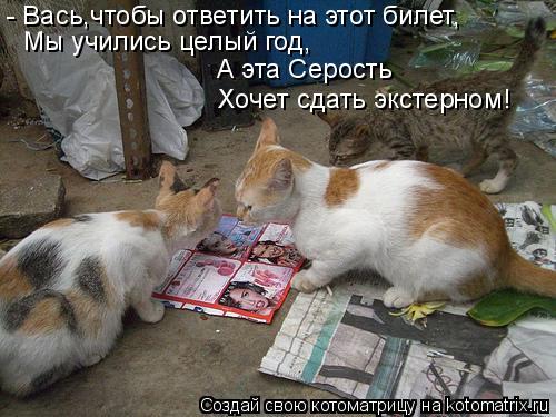- Вась,чтобы ответить на этот билет, Мы учились целый год, А эта Серость Хочет сдать экстерном!... Котоматрица: - Вась,чтобы ответить на этот билет, Мы учились целый год, А эта Серость Хочет сдать экстерном!