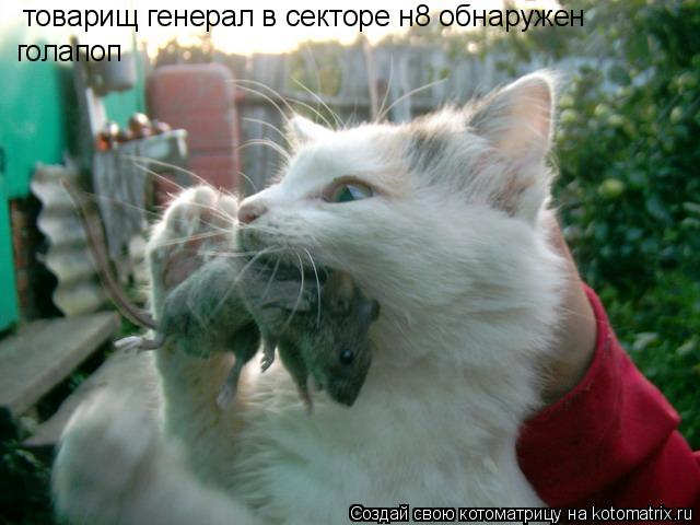 товарищ генерал в секторе н8 обнаружен голапоп... Котоматрица: товарищ генерал в секторе н8 обнаружен голапоп