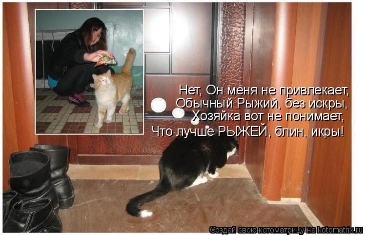 Котоматрица: Нет, Он меня не привлекает, Обычный Рыжий, без искры, Хозяйка вот не понимает, Что лучше РЫЖЕЙ, блин, икры!