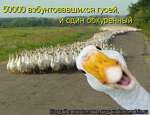 50000 взбунтовавшихся гусей, и один обкуренный... Котоматрица: 50000 взбунтовавшихся гусей, и один обкуренный