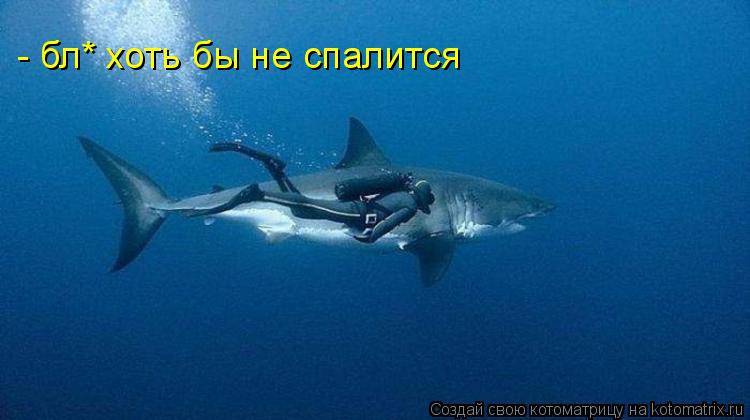 - бл* хоть бы не спалится... Котоматрица: - бл* хоть бы не спалится