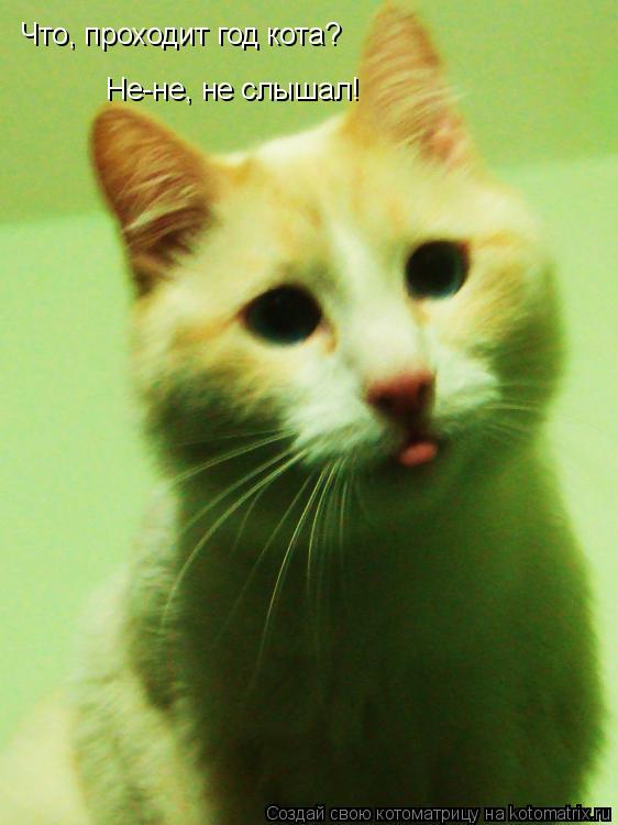 Котоматрица: Что, проходит год кота? Не-не, не слышал!