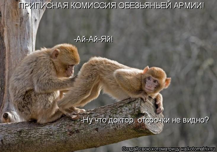 Котоматрица: ПРИПИСНАЯ КОМИССИЯ ОБЕЗЬЯНЬЕЙ АРМИИ!  -Ай-Ай-Яй! -Ну что доктор, отсрочки не видно?