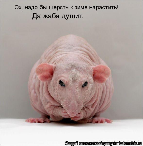 Эх, надо бы шерсть к зиме нарастить! Да жаба душит.... Котоматрица: Эх, надо бы шерсть к зиме нарастить! Да жаба душит.