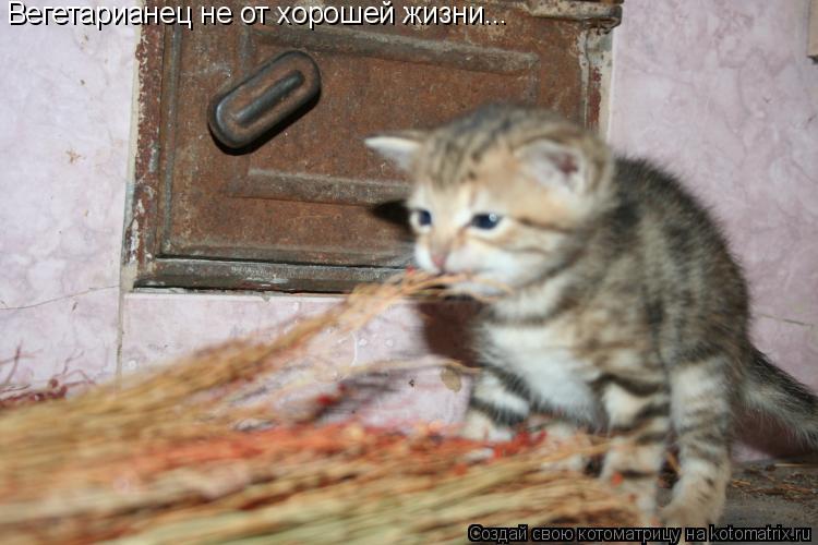 Вегетарианец не от хорошей жизни...... Котоматрица: Вегетарианец не от хорошей жизни...