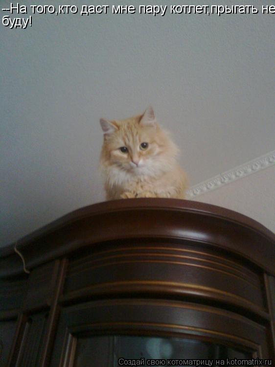 --На того,кто даст мне пару котлет,прыгать не буду!... Котоматрица: --На того,кто даст мне пару котлет,прыгать не буду!